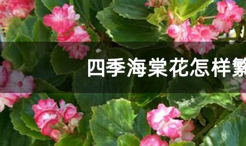 四季海棠花期管理和怎样养护