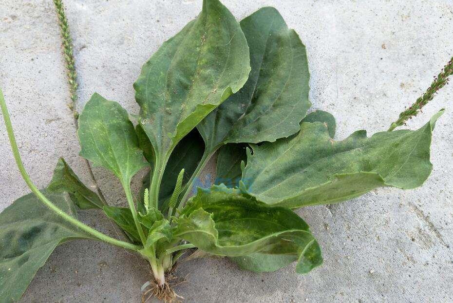 车前草的禁忌 食用注意事项有哪些