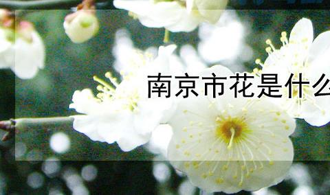 梅花怎么养 养护要点是什么