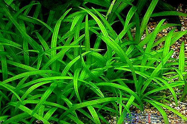 水兰是水生植物吗