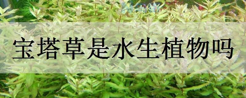 宝塔草是水生植物吗