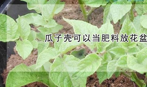 花生饼能直接放到花里做肥料吗