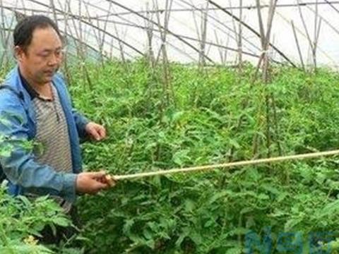 兰花叶面肥喷施注意事项