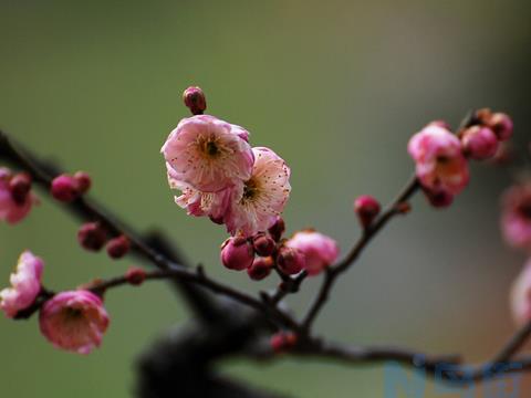 梅花盆景的养护以及树龄判断