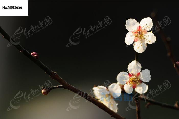 梅花的5个生物学特性