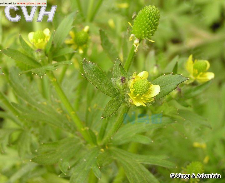 茴麻是一年生植物吗