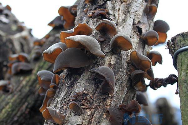 木耳种植最佳时间和方法及注意事项 什么季节播种好