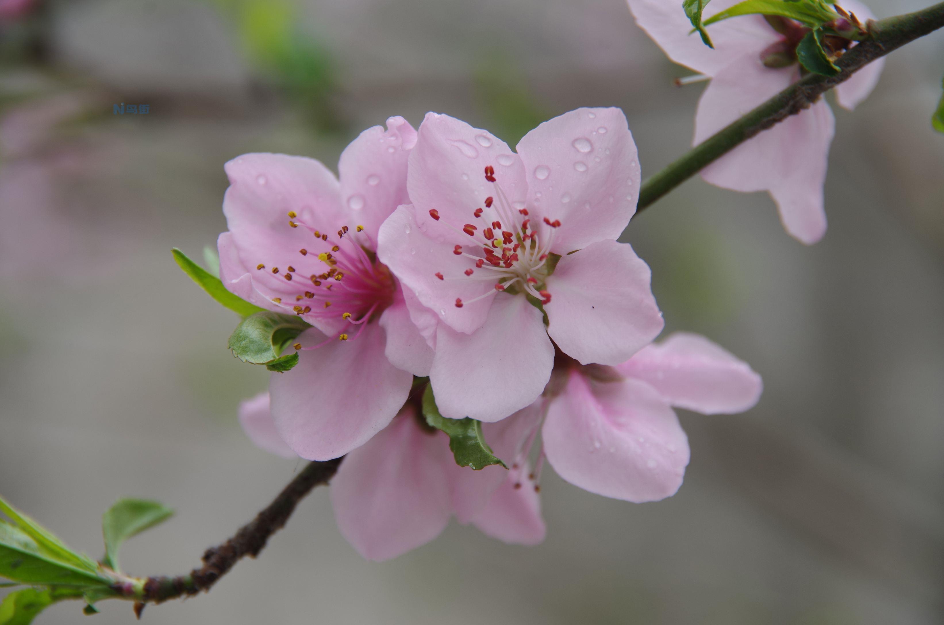 桃花什么时候开 一年开几次花