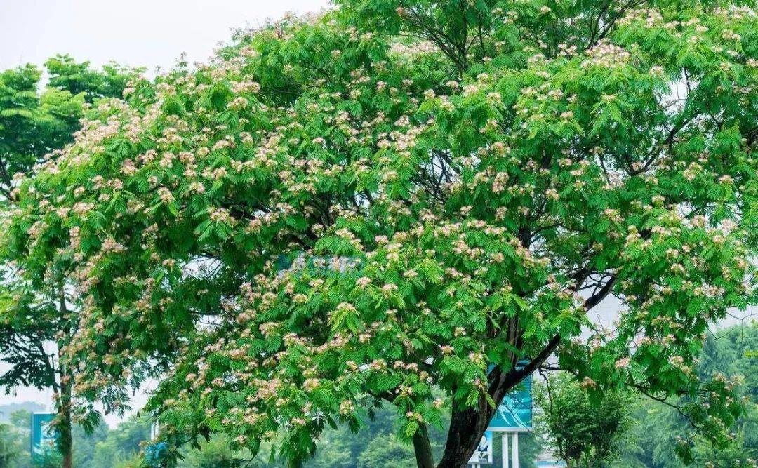 花叶青木是灌木还是乔木