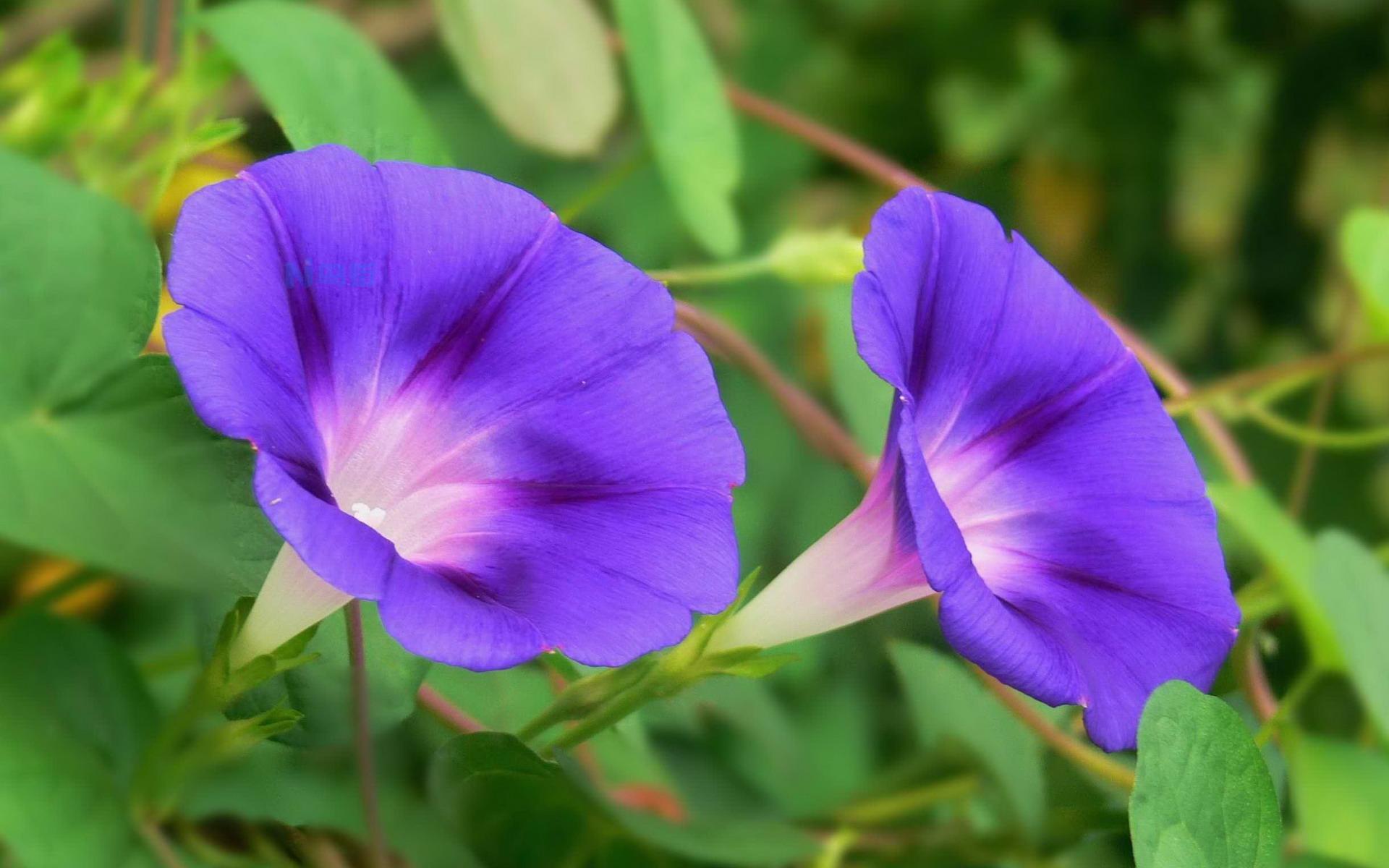 牵牛花什么颜色 什么时候会开花