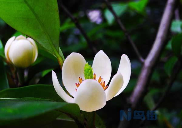 含笑花怎么繁殖?含笑花繁殖方法