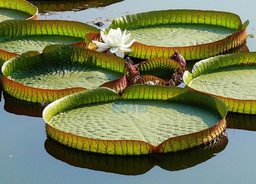 王莲是水生植物吗