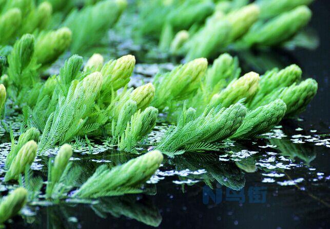 金鱼藻是水生植物吗