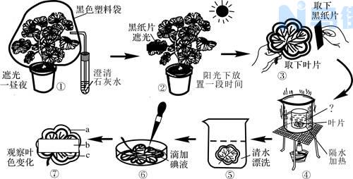 银边天竺葵是多年生植物吗