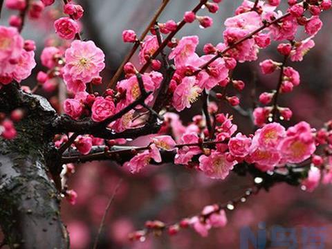 梅花的特点有哪些 种植对环境有什么要求