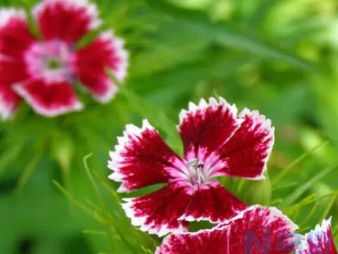 石竹花能淋雨吗