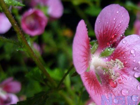 小木槿开花时怎么施肥