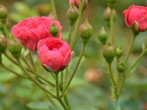 月季花开花小怎么管理让花朵变大