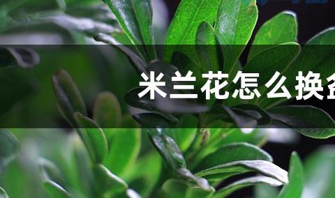 米兰花怎么换盆