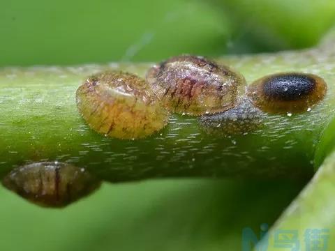 养花如何预防红蜘蛛、介壳虫等害虫