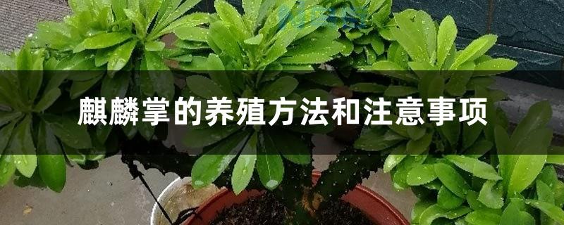 麒麟掌的养殖方法要注意哪些方面