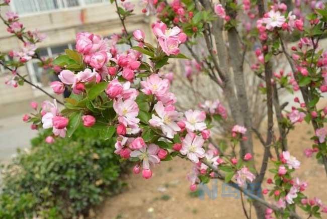 西府海棠不开花是什么原因及解决办法