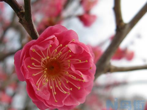 水梅花夏季怎么养