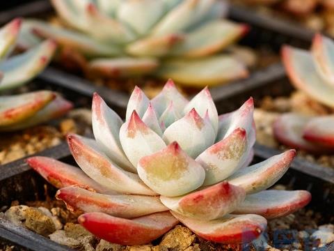 野生三叶草拔一根下来可以种花盆里吗