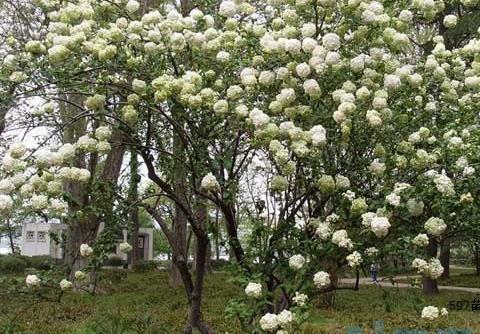 绣球花光杆小苗发芽了怎么留芽