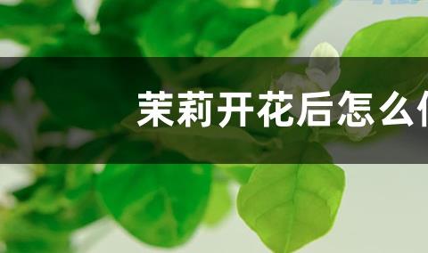 茉莉花修剪后不发新芽怎么回事