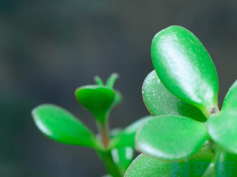 燕子掌水浇多了倒了怎么办