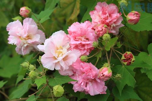 木芙蓉只长叶子不开花是什么原因及解决办法