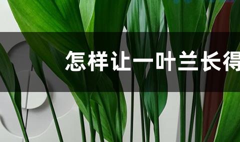 怎样让一叶兰长得茂盛 长得快的养护技巧