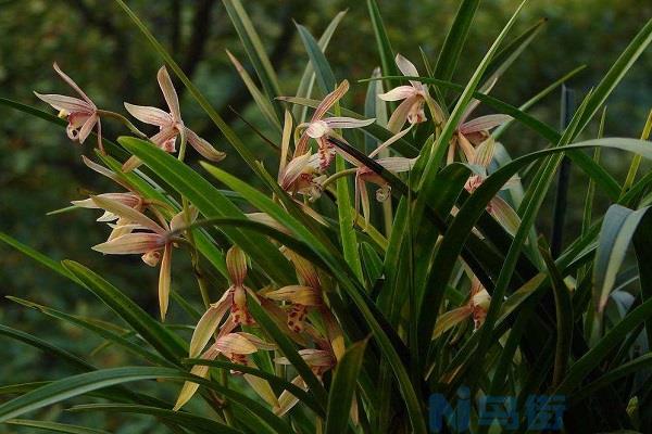 香蕉水能浇兰花吗