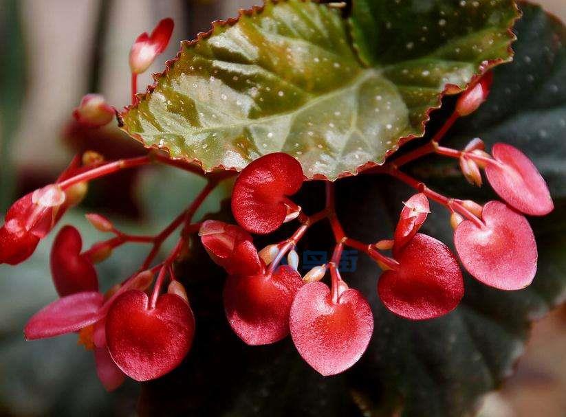 竹节海棠花用什么样的土好