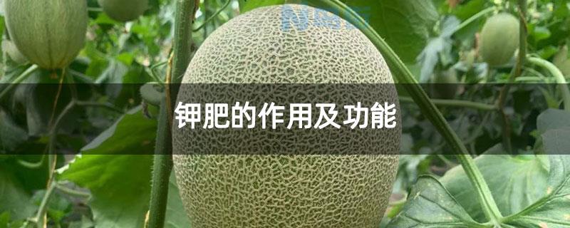 磷肥对植物的作用