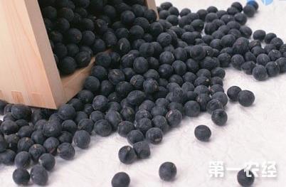 6、黑豆是中国原生豆；而黑芸豆原产美洲的墨西哥和阿根廷，我国在16世纪末才开始引种栽培。