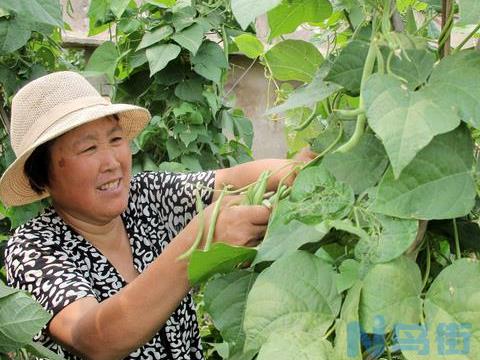 芸豆种植技术介绍，产量高，很实用的1。温度2。光照，日照光阴短而且光照充足，能够促进芸豆的提前成熟