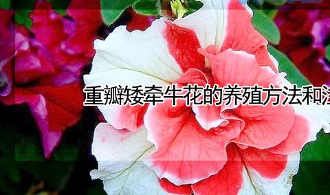 重瓣矮牵牛花的养殖方法和注意事项