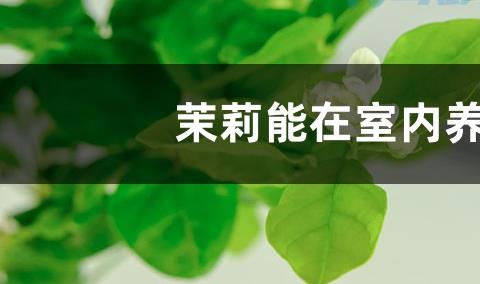 茉莉花冬季室内能开花吗 要怎么养护