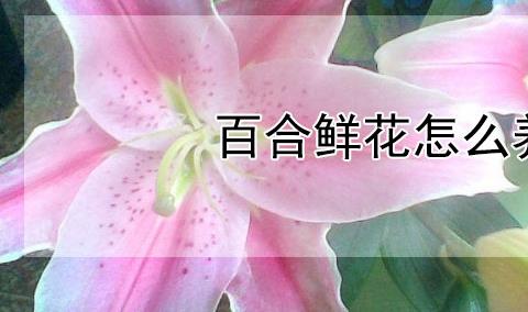 鲜花百合花怎么养水里 多长时间换一次水