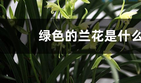 春剑兰花花期几天?怎么养护