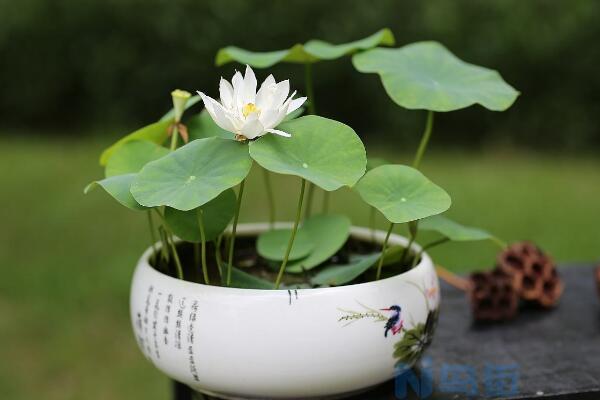 怎么养护才能保证茉莉花安稳的度过冬季