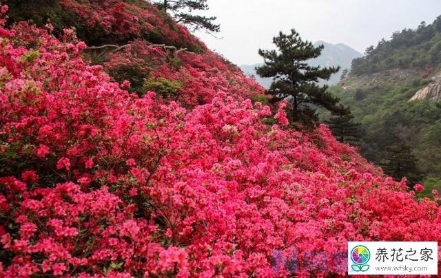 北方为什么养不好映山红