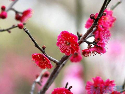 红梅在北方地载冬天能开花吗