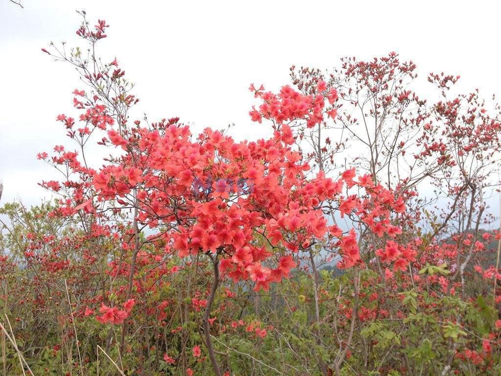 映山红移栽最佳时间 什么时候移植成活率高