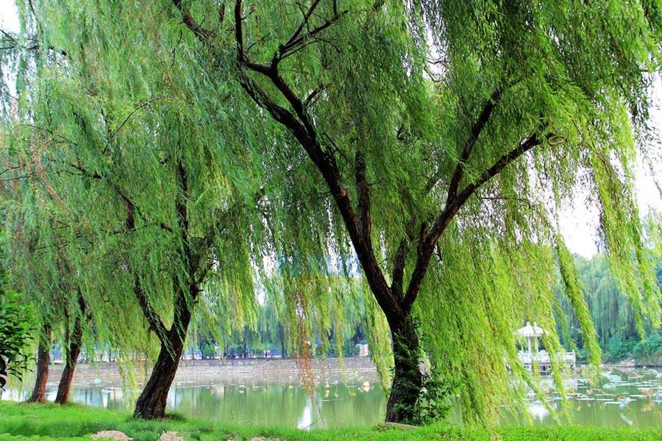 是不是什么植物都能用柳树皮泡水浇灌