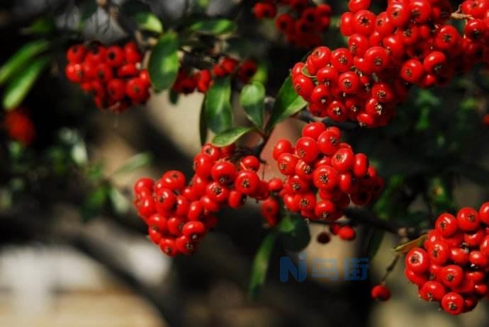 买回来枝繁叶茂的火棘怎么处理