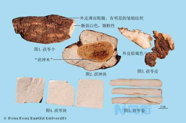 茯苓吃一个月后的功效 吃多了有副作用吗