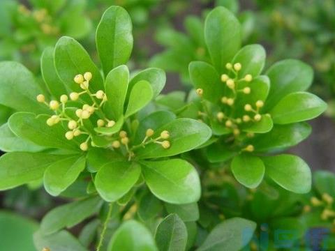 米兰花枝叶稀少怎么办?如何让米兰花枝叶茂盛